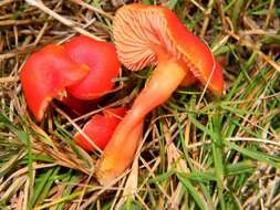 Image of waxcaps (fungi)