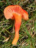 Image of waxcaps (fungi)