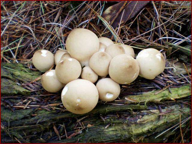 Image of Lycoperdon