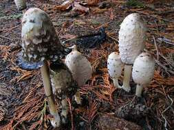 Image of Coprinus