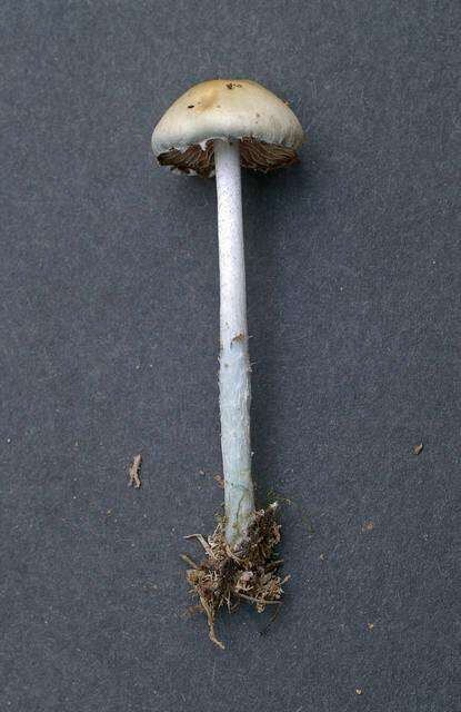 Image of Stropharia
