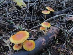 Image of Gymnopilus