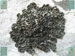 Image of jelly lichen