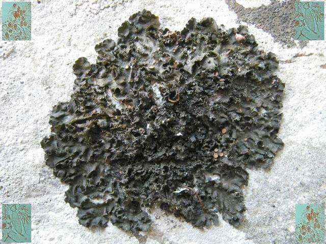 Collema fuscovirens (With.) J. R. Laundon resmi