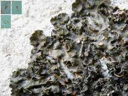 Collema fuscovirens (With.) J. R. Laundon resmi