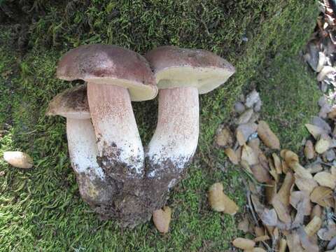 Image of Boletus regineus D. Arora & Simonini 2008