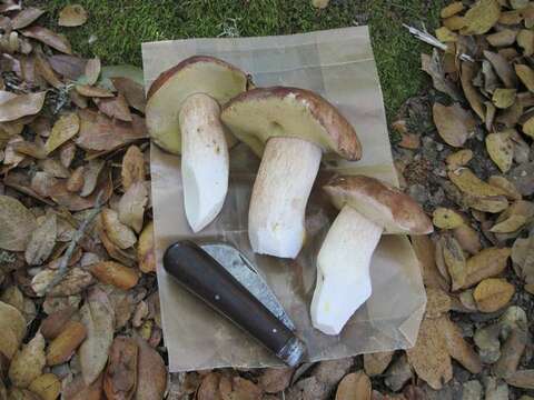 Image of Boletus regineus D. Arora & Simonini 2008