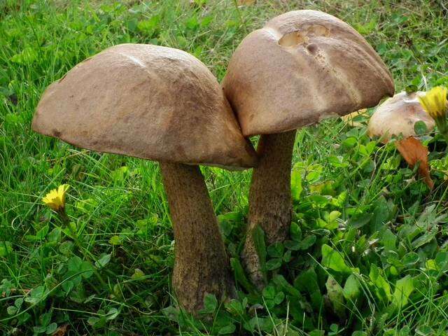 Image of Leccinum