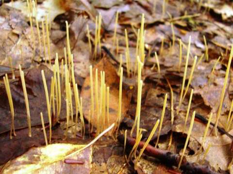 Typhulaceae resmi