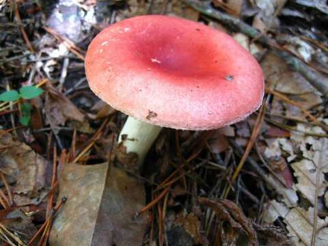 Image of Russula silvicola Shaffer 1975