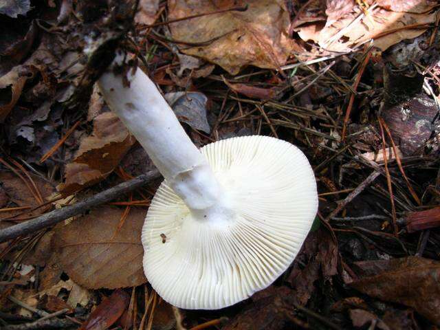 Image of Russula silvicola Shaffer 1975