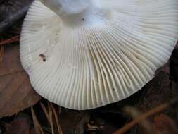 Image of Russula silvicola Shaffer 1975