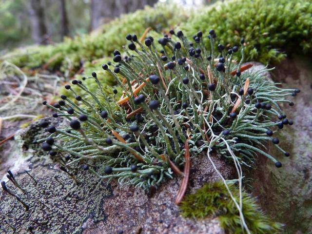 Image of nail lichen
