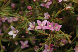 Image of Boronia filifolia F. Müll.