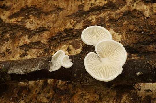 Crepidotus resmi