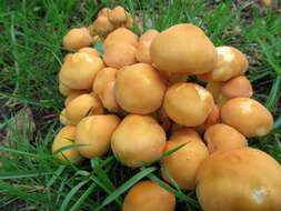 Imagem de Hypholoma