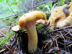 Image of Cantharellus formosus Corner 1966