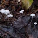 Слика од Hemimycena pseudocrispula (Kühner) Singer 1943