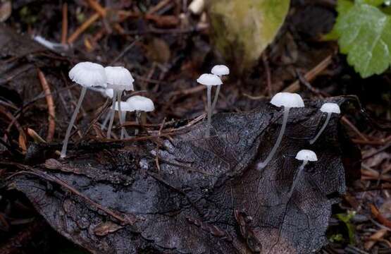 Sivun Hemimycena kuva