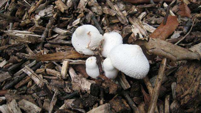 Image of Leucocoprinus