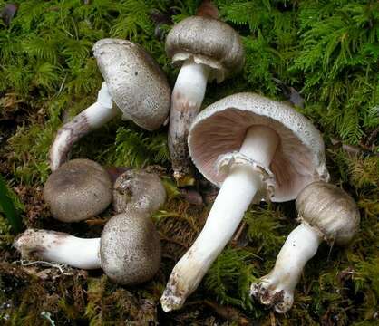 Image of Agaricus