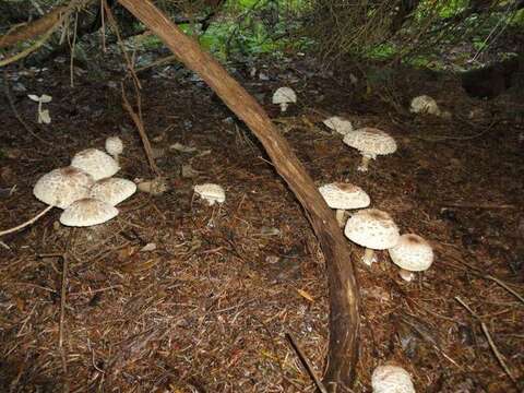 Plancia ëd Agaricaceae