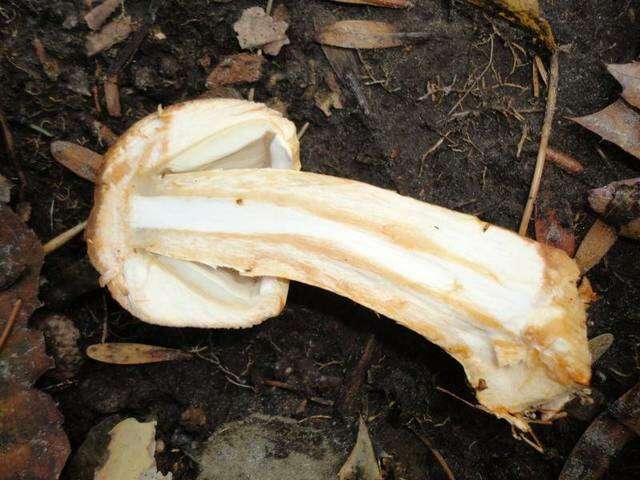 Plancia ëd Agaricaceae