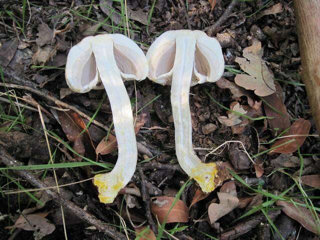 Image of yellow-stainer