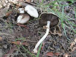 Image of yellow-stainer