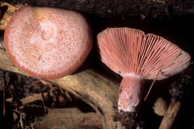 Image of <i>Lactarius subpurpureus</i>