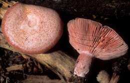 Image of <i>Lactarius subpurpureus</i>