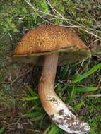 Image of Boletus fibrillosus Thiers 1975