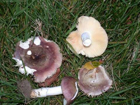 Image of Russula versicolor Jul. Schäff. 1931