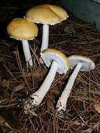 Image of Stropharia