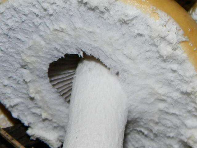 Image of Stropharia