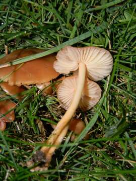 Image of Marasmius