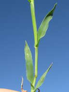 Image of Australian bur grass