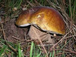 Image of Boletus