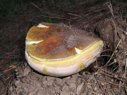 Image of Boletus