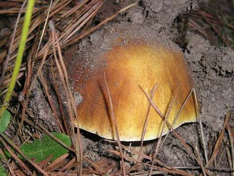 Image of Boletus