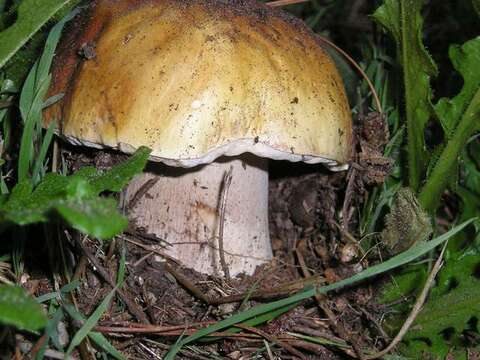 Image of Boletus