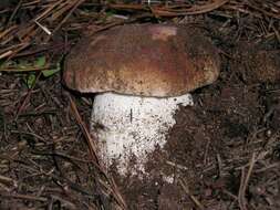 Image of Boletus