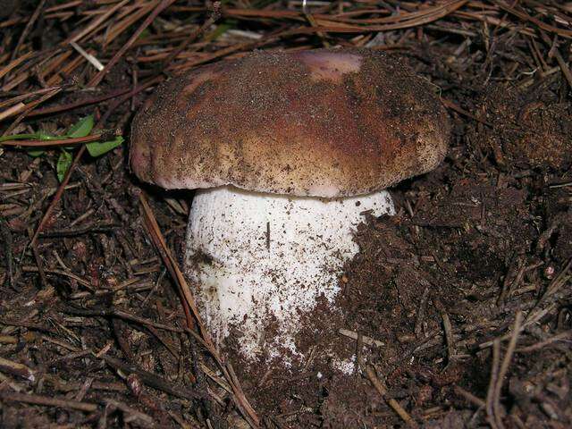 Image of Boletus