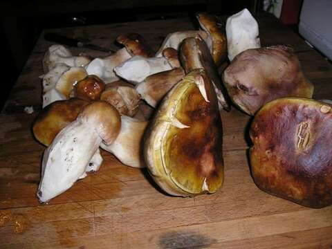 Image of Boletus