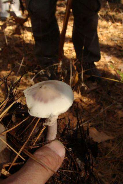 Image of Coker's Lavender Staining Amanita