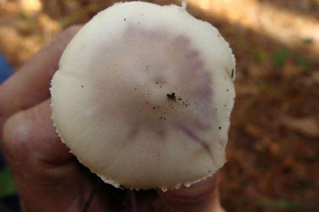 Image of Coker's Lavender Staining Amanita