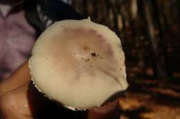 Image of Coker's Lavender Staining Amanita