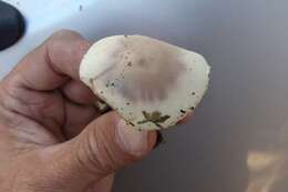 Image of Coker's Lavender Staining Amanita