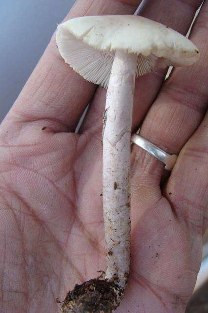 Image of Coker's Lavender Staining Amanita