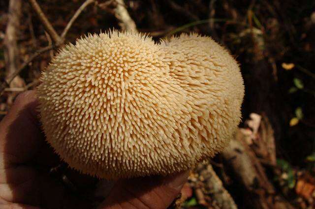 Image of tooth fungi